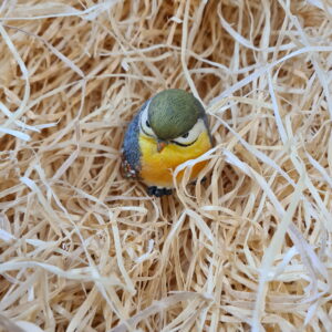 Nestwolle Kleintierhaltung